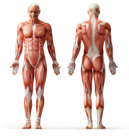 Làm cách nào để cơ bắp phát triển theo ý bạn muốn?