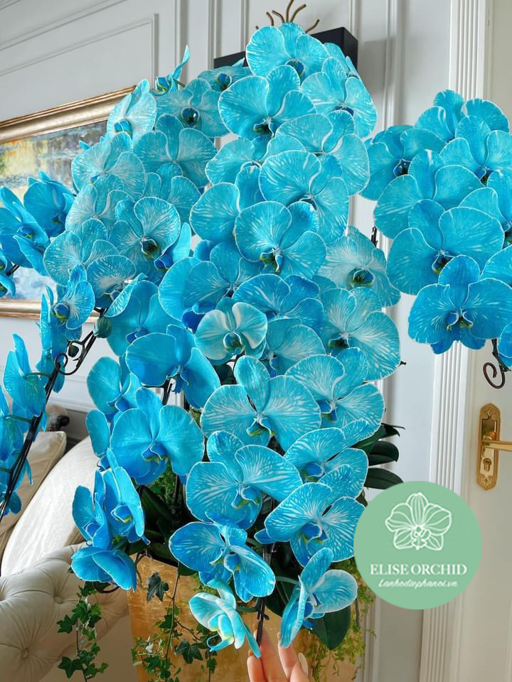 Hoa lan hồ điệp màu xanh Blue lạ mắt tặng đối tác, khai trương, sinh nhật, mừng tân gia...