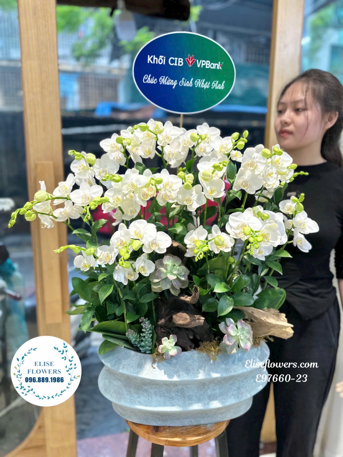 Đặt mua chậu lan hồ điệp trắng. Chậu lan hồ điệp mini cao cấp, sang trọng ở Hà Nội