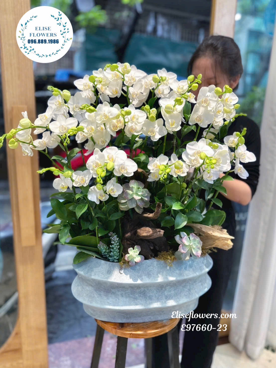 Lan hồ điệp Hà Nội. Chậu lan hồ điệp mini trắng tặng dối tác ở Hà Nội