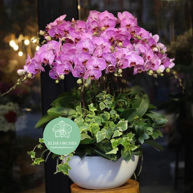 Địa chỉ bán lan hồ điệp giá rẻ ở tại Hà Nội | Mua hoa lan hồ điệp ở đâu giá rẻ Hà Nội