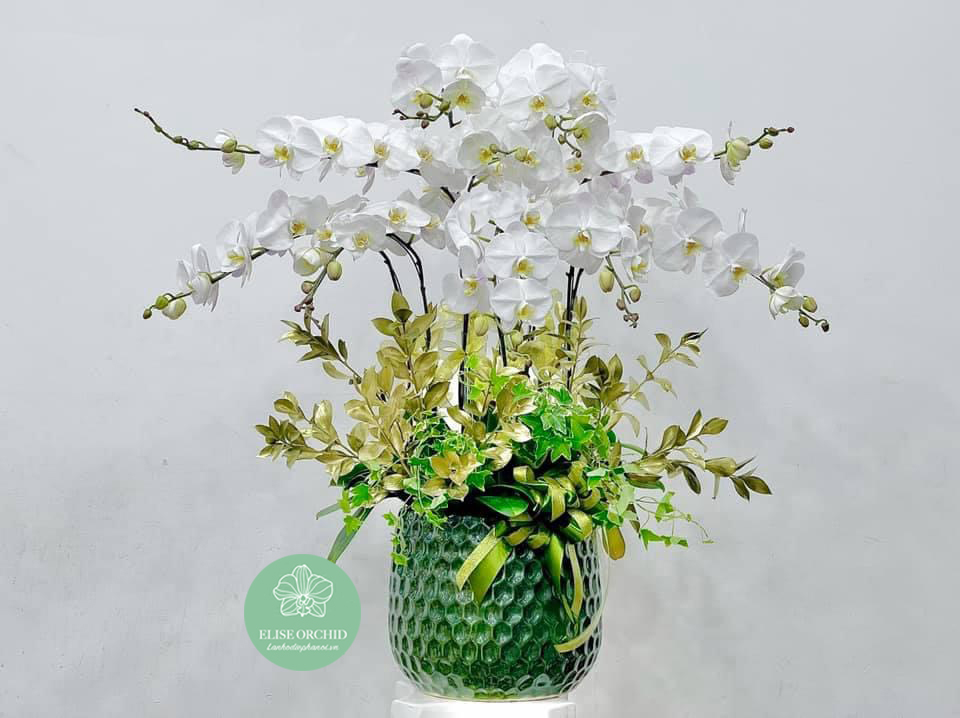 Chậu hoa lan hồ điệp trắng đẹp | Chậu lan hồ điệp trắng 10 cành sang trọng