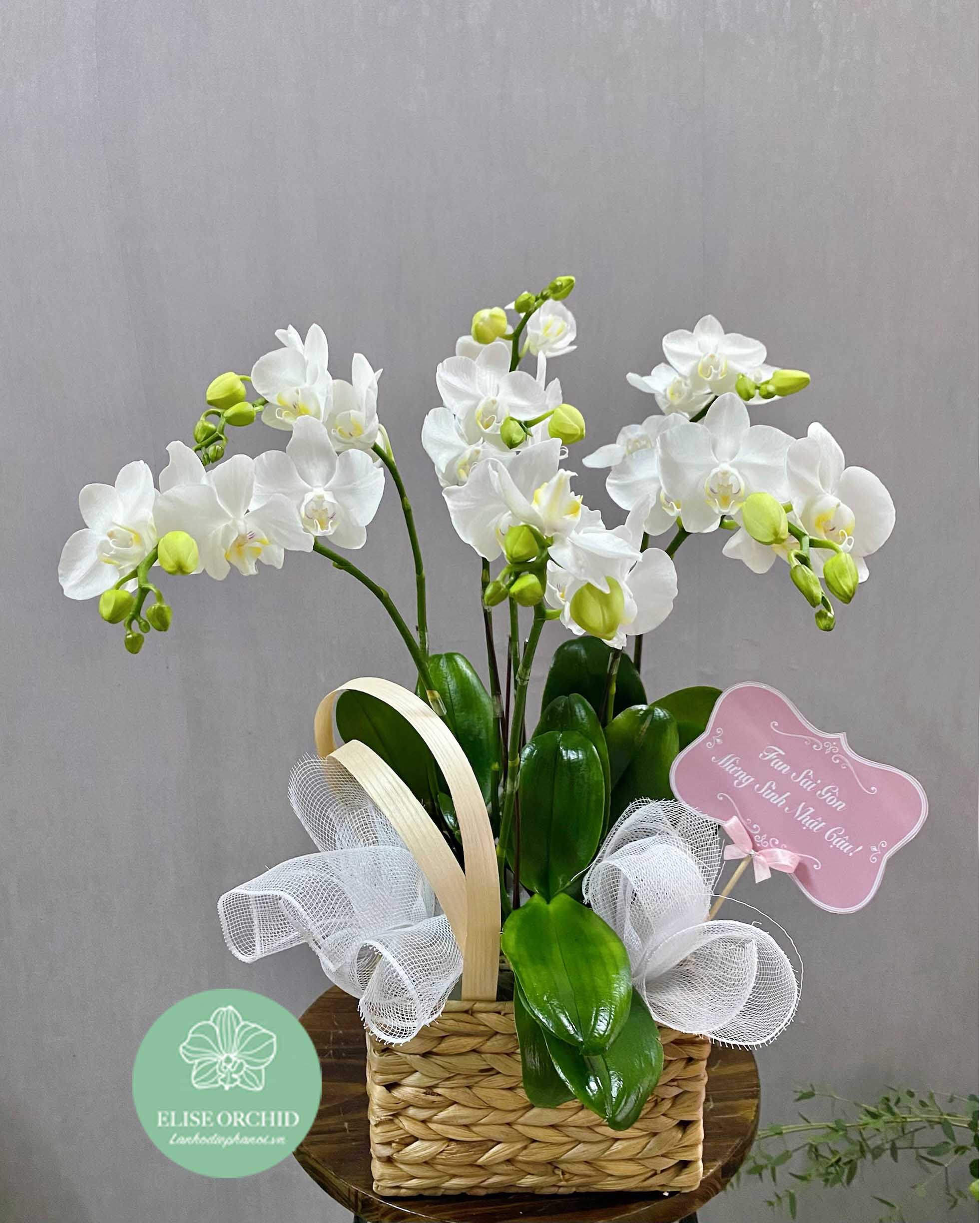 Chậu lan hồ điệp trắng mini 6 cành | Lan hồ điệp Hà Nội - Elise Flowers