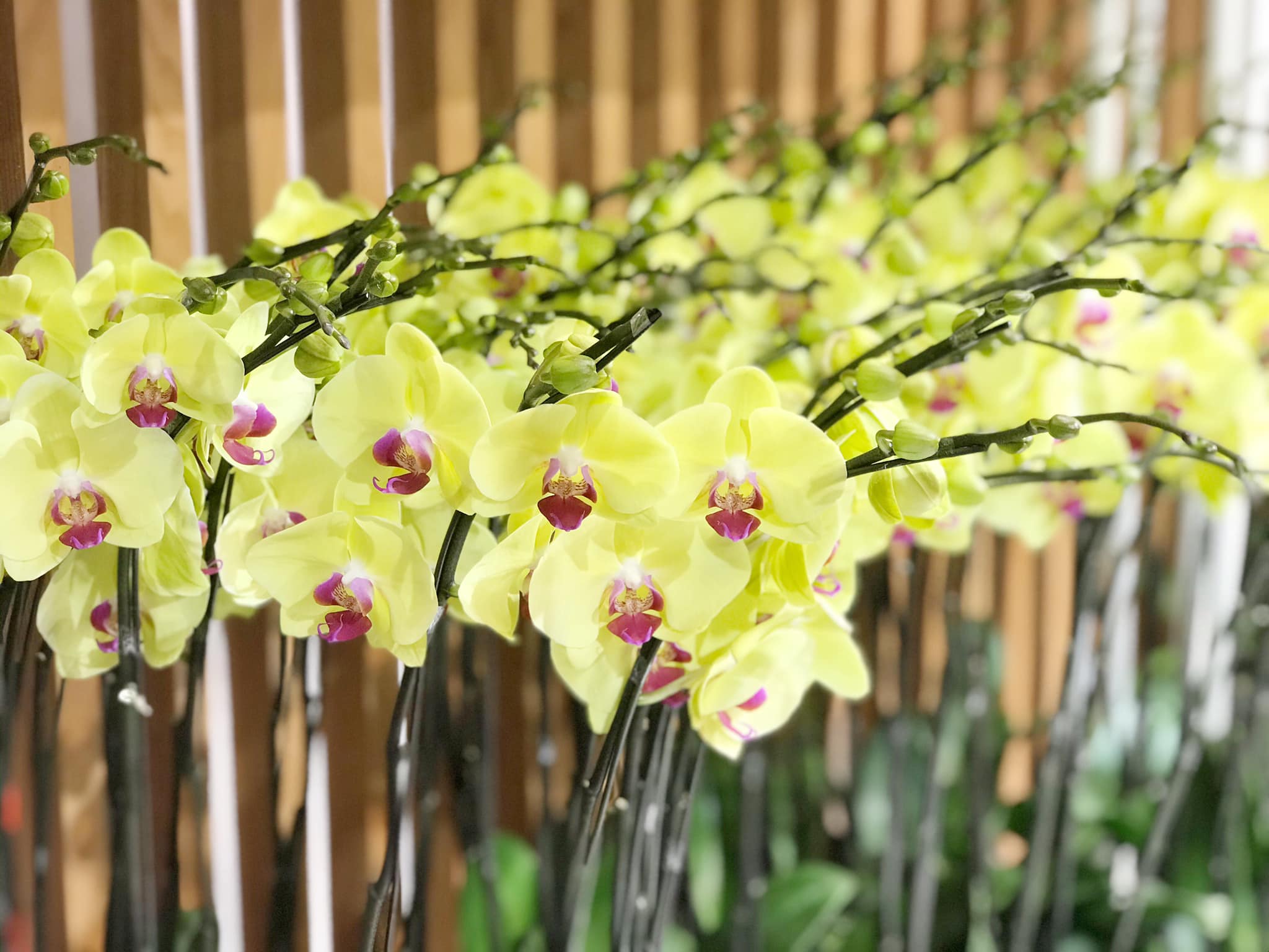 Cửa hang hoa lan hồ điệp ở Hà Nội |  Top Cửa hàng lan hồ điệp đẹp uy tín Hà Nội