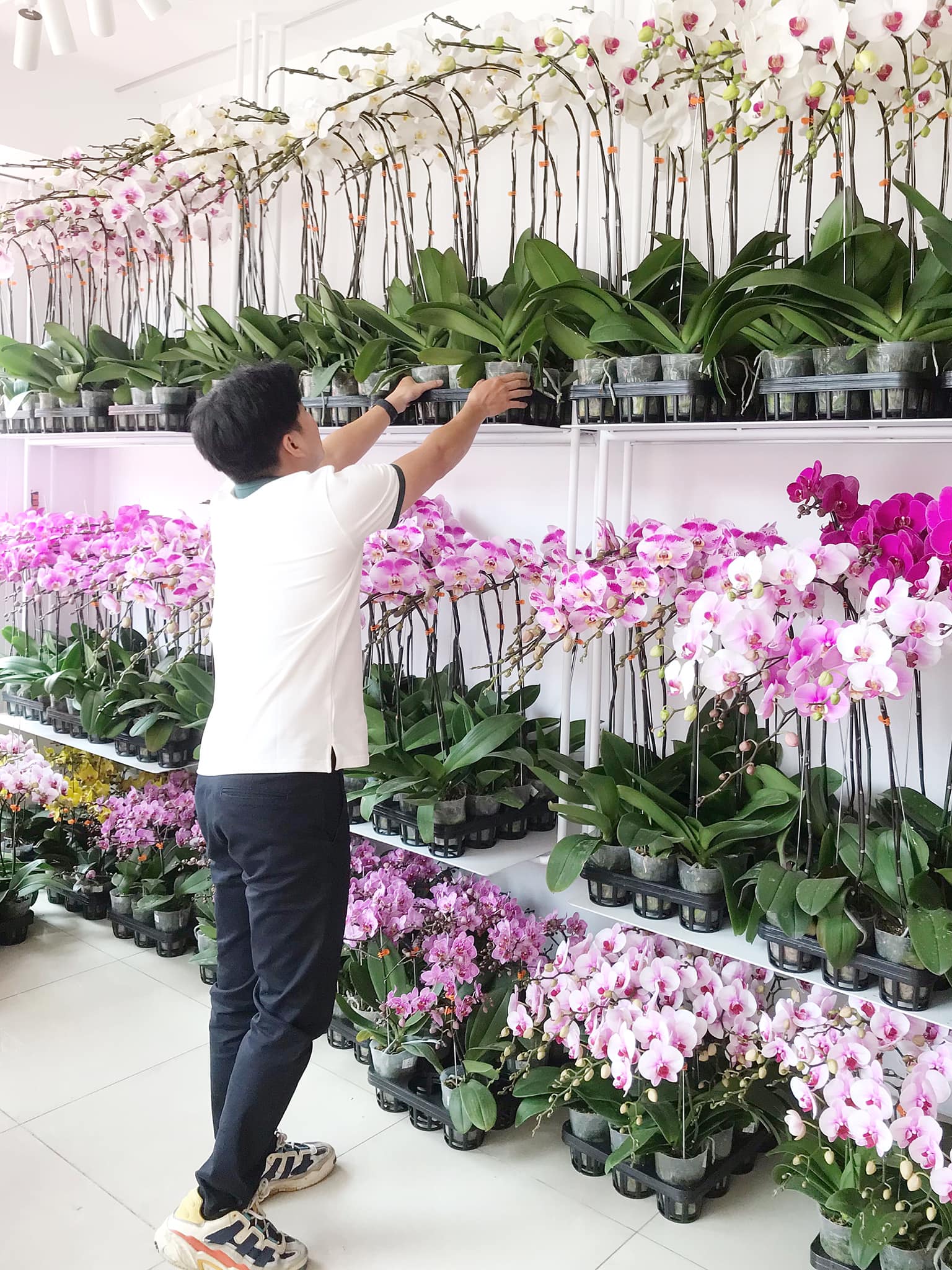 Cửa hàng hoa phong lan ở Hà Nội - Shop hoa lan hờ điệp ở Hà Nội