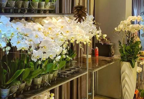 bán lan hồ điệp giá rẻ ở Hà Nội | bán lan hồ điệp ở đâu giá rẻ ở Hà Nội