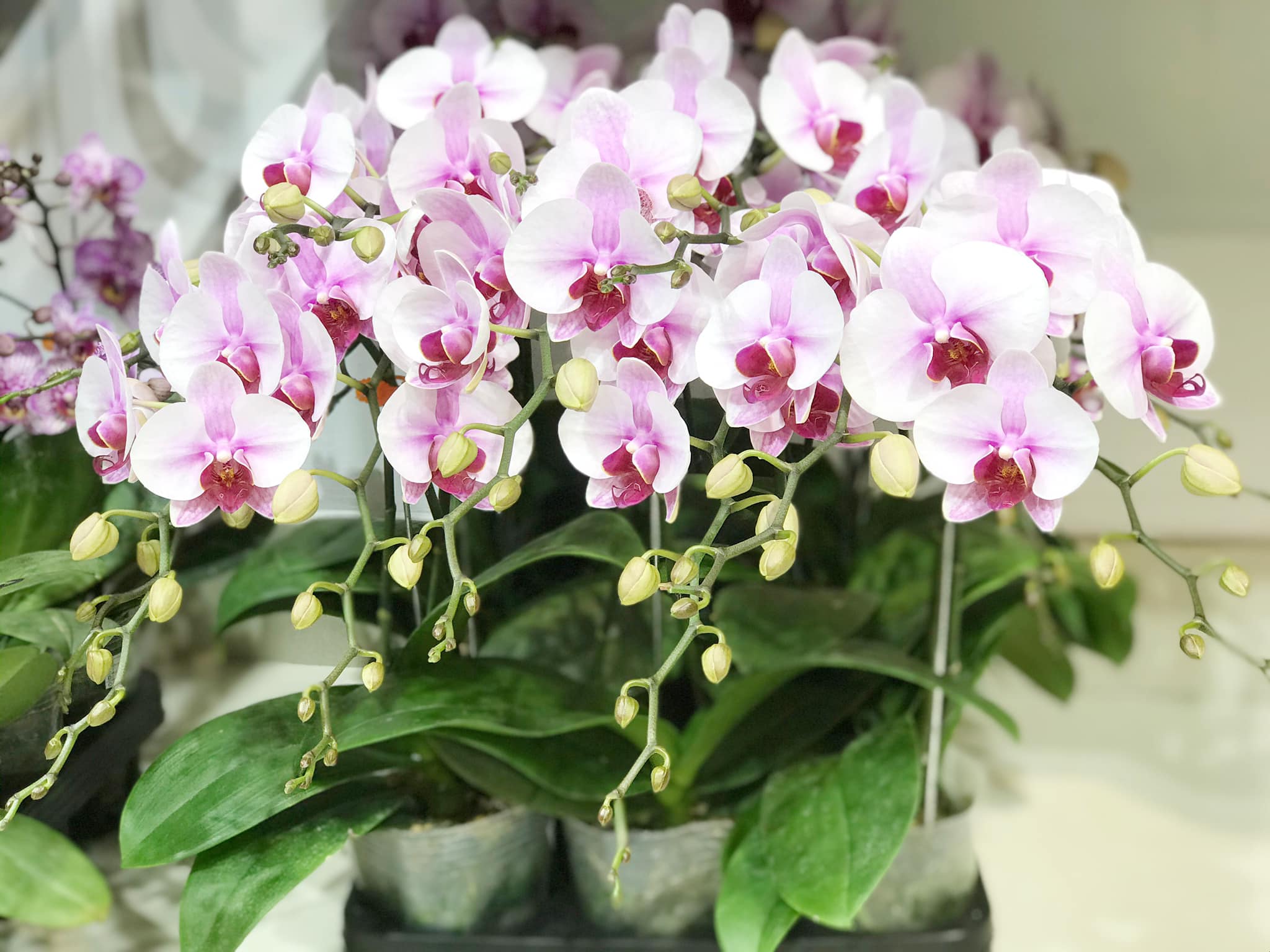 Cửa hàng hoa lan hồ điệp đẹp ở Hà Nội | Lanhodiephanoi.vn | Elise Orchird