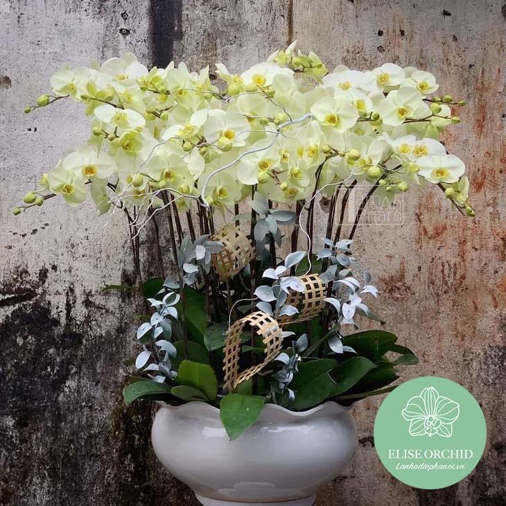 Địa chỉ chuyên bán lan hồ điệp giá rẻ ở hà nội | lan hồ điệp uy tín giá rẻ ở hà nội