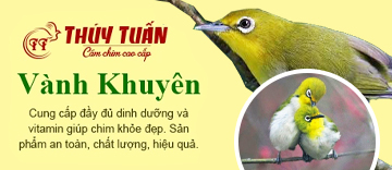 Cám chim vành khuyên