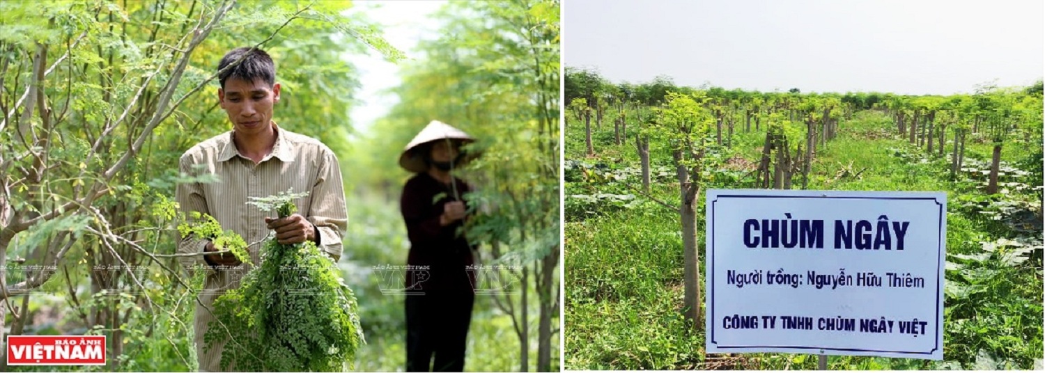 Trang trại của Chùm Ngây Việt được báo ảnh Việt Nam đưa tin