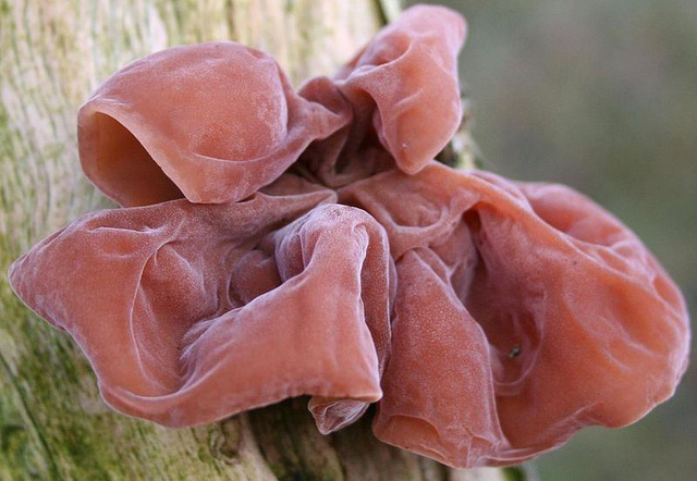 Ăn gì chữa thoái hóa khớp an toàn hiệu quả