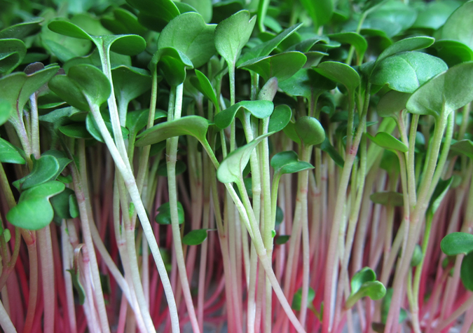 Ăn gì để cân bằng nội tiết tố nữ tốt nhất hiện nay