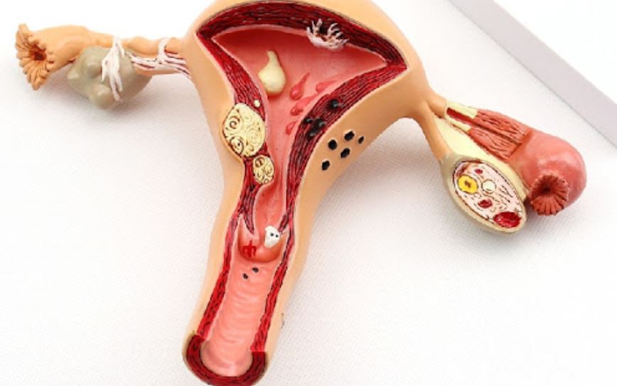 Bài giảng sinh lý sinh dục nữ