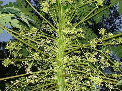 Bài thuốc chữa sỏi thận bằng quả đu đủ an toàn hiệu quả