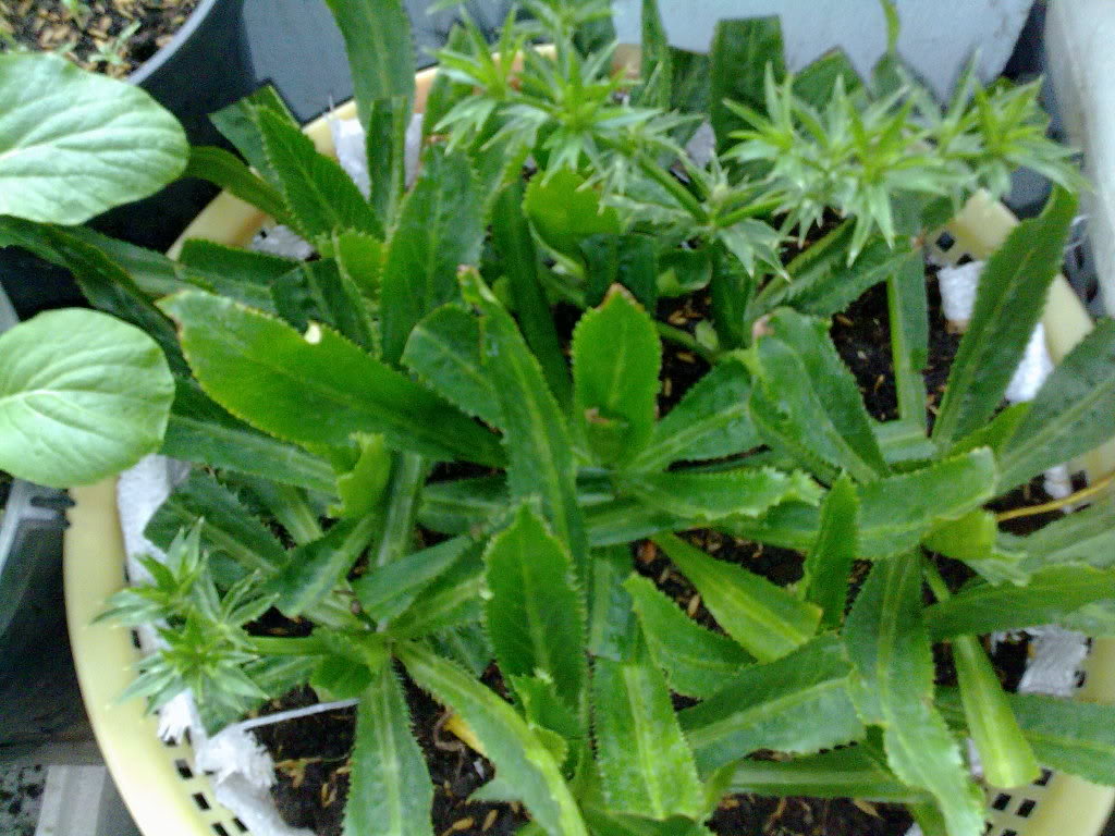 Bài thuốc chữa sỏi thận hiệu quả nhất như thế nào