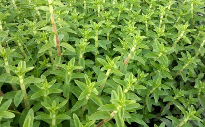 Bài thuốc chữa sỏi thận hiệu quả nhất như thế nào