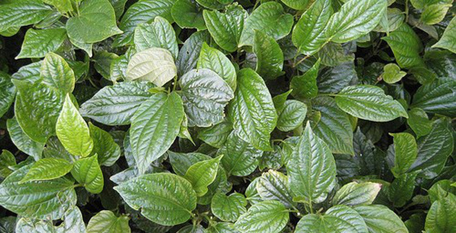 Bài thuốc dân gian chữa bệnh viêm khớp an toàn hiệu quả