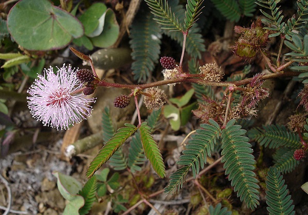 Bài thuốc dân gian chữa bệnh viêm khớp an toàn hiệu quả