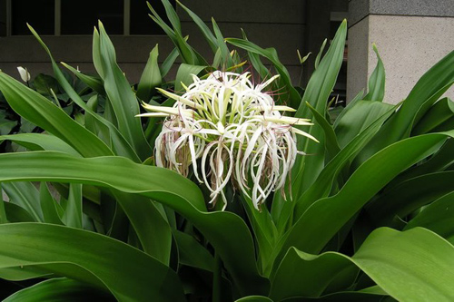 Bài thuốc dân gian chữa bệnh viêm khớp an toàn hiệu quả