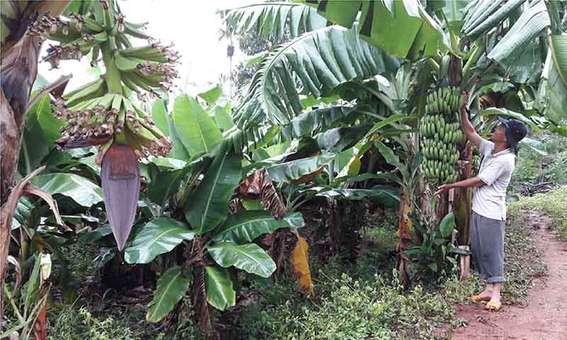 Bài thuốc độc đáo chữa bệnh tiểu đường hiệu quả