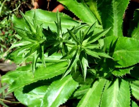 Bài thuốc trị sỏi thận trong dân gian an toàn hiệu quả