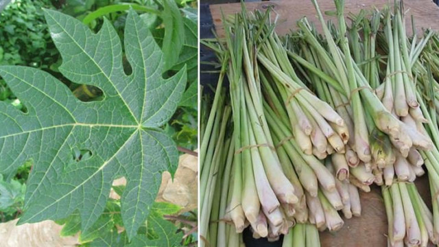 Bài thuốc trị ung thư gan giai đoạn cuối trong đông y như thế nào