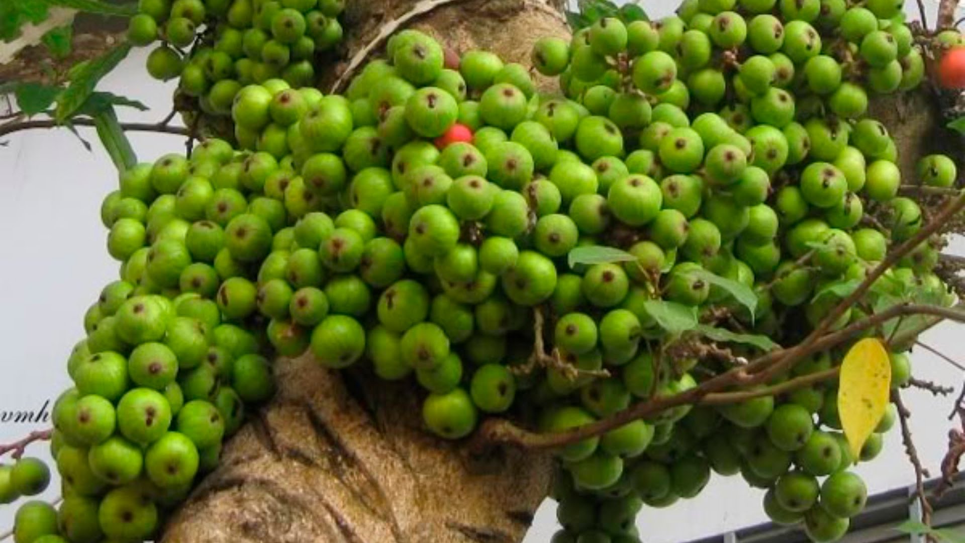 Bệnh nhân ung thư nên ăn hoa quả gì tốt nhất