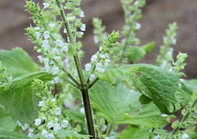 Bệnh sỏi mật và cách điều trị như thế nào