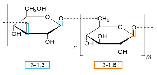Beta Glucan 1 3 1 6
