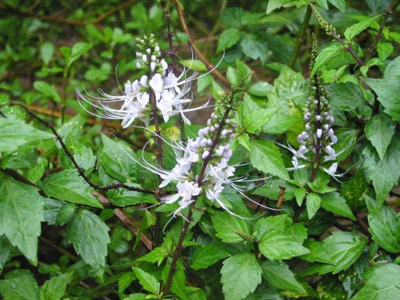 Bị sỏi thận nên uống lá gì tốt an toàn