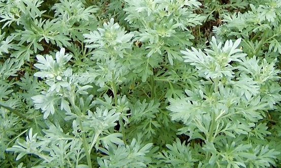 Các bài thuốc nam chữa thoái hóa khớp an toàn hiệu quả