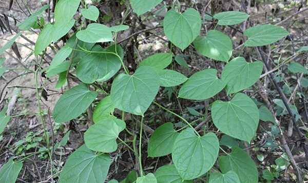 Các bài thuốc nam chữa thoái hóa khớp an toàn hiệu quả