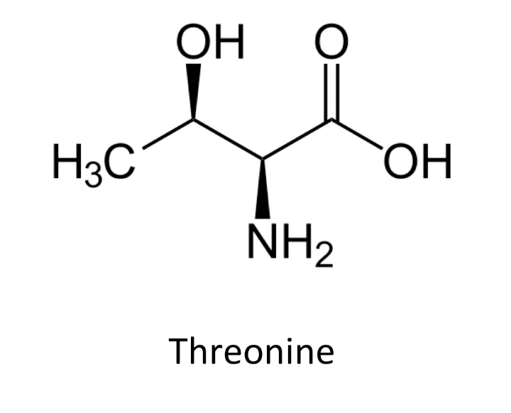 Các loại axit amin thiết yếu và không thiết yếu trong cơ thể