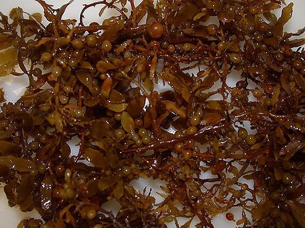 Các loại fucoidan của Nhật