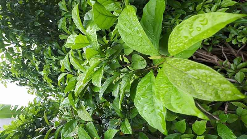 Các loại lá cây tốt cho phổi