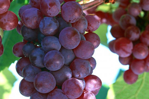 Các loại quả trị ung thư bạn nên biết