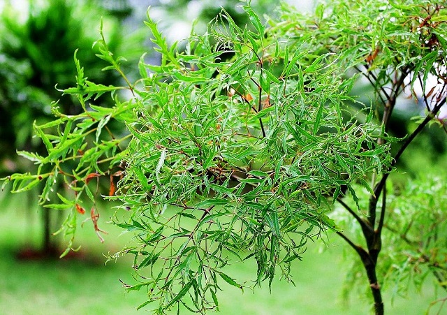 Cách chữa bệnh sỏi mật an toàn hiệu quả