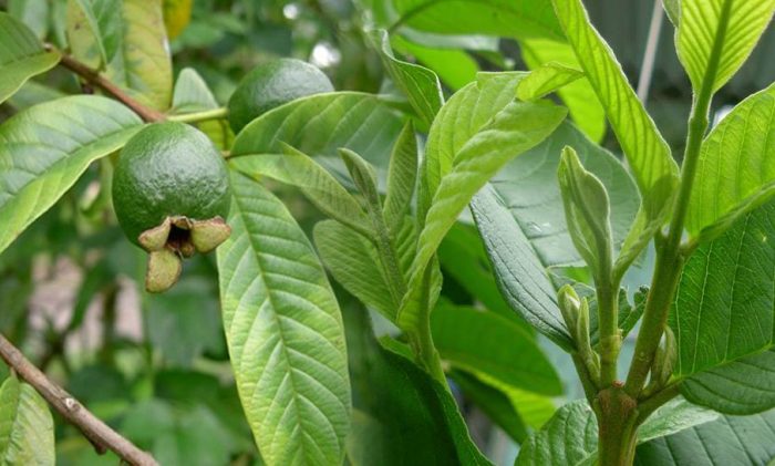 Cách chữa bệnh trĩ bằng lá ổi