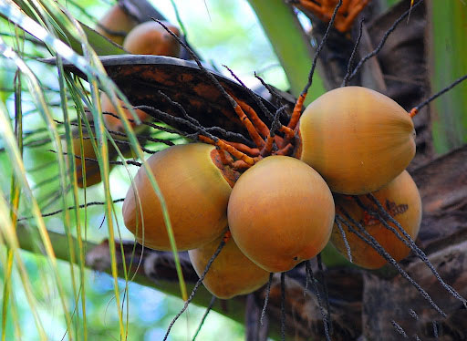 Cách chữa bệnh ung thư máu bằng thuốc nam hiệu quả