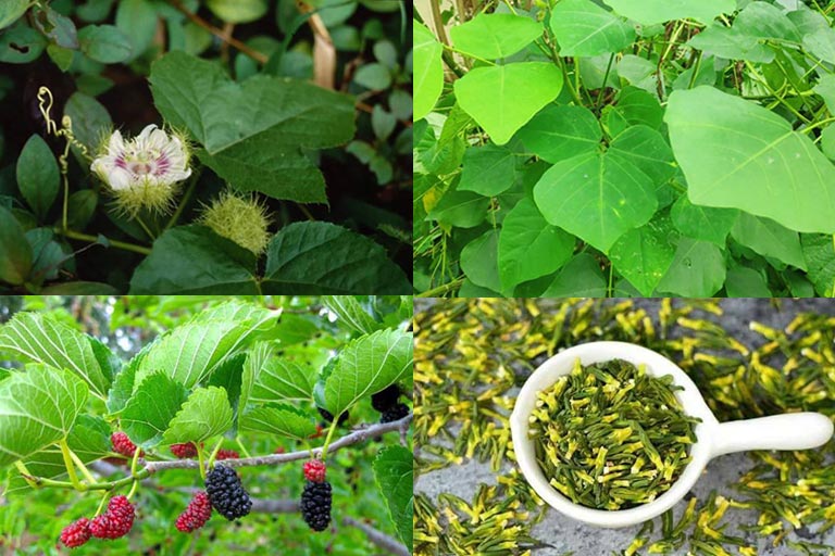 Cách chữa mất ngủ bằng cây lạc tiên an toàn hiệu quả
