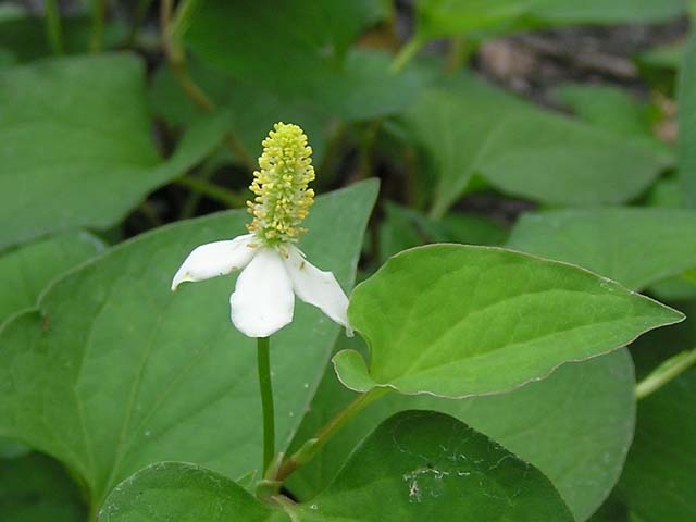 Cách chữa sỏi thận bằng rau diếp cá an toàn hiệu quả