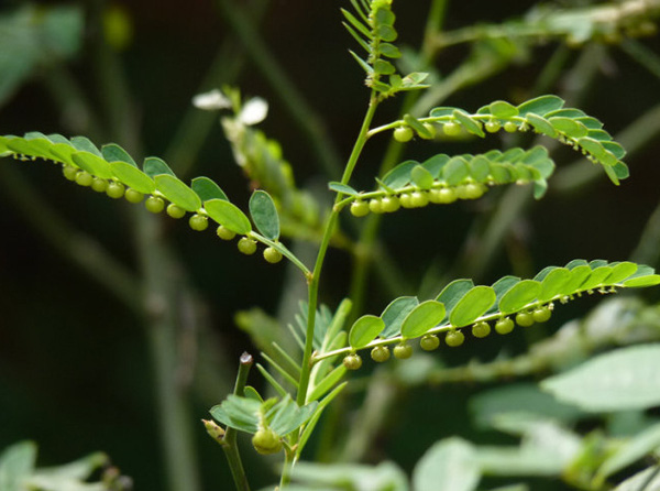Cách chữa sỏi thận hiệu quả nhất và an toàn nhất