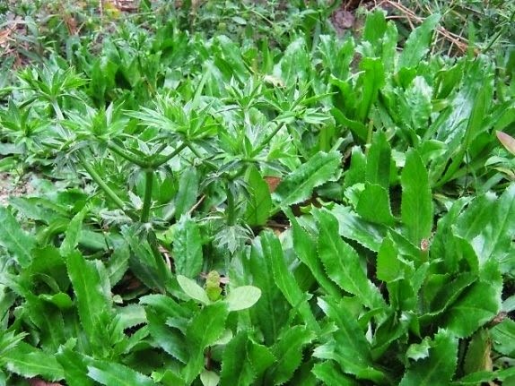 Cách chữa trị sỏi thận an toàn tại nhà