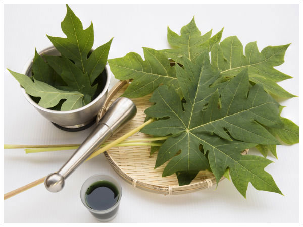 Cách chữa ung thư gan bằng lá đu đủ an toàn hiệu quả