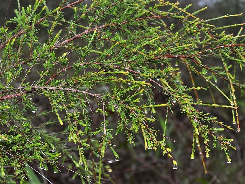 Cách chữa viêm đường tiết niệu bằng đông y an toàn hiệu quả