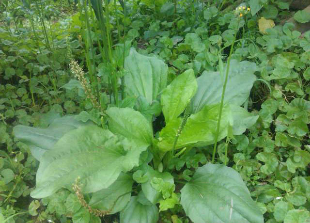 Cách chữa viêm đường tiết niệu bằng thảo dược an toàn hiệu quả