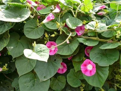 Cách chữa viêm đường tiết niệu bằng thuốc nam an toàn hiệu quả