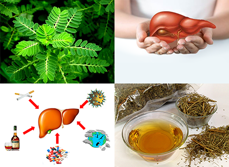 Cách chữa viêm gan b bằng cây cho đẻ như thế nào