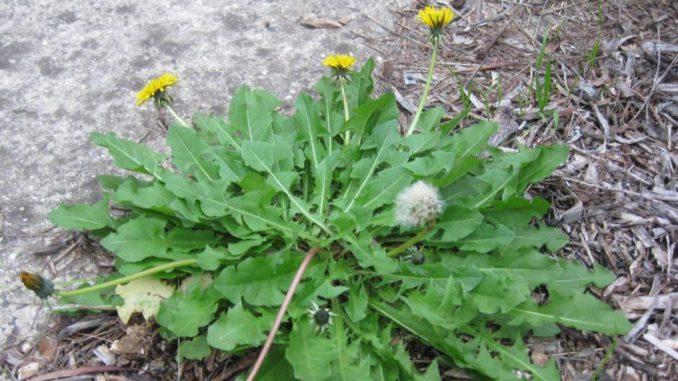 Cách chữa viêm gan b bằng cây cho đẻ như thế nào