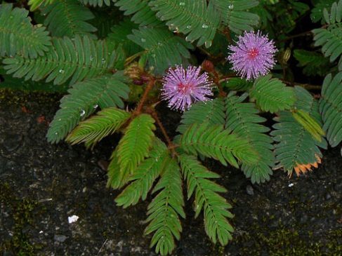 Cách chữa viêm khớp dạng thấp bằng thuốc nam an toàn hiệu quả